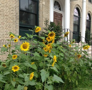 Unrelated, but definitely summery!