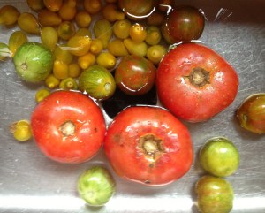 Yellow, red, and green zebra tomatoes take the plunge.