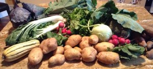 Clockwise from left: purple cabbage, purple kale, Nevada lettuce, kohlrabi, broccoli, sweet potatoes, radishes, potatoes, delicata squash, and bok choy.